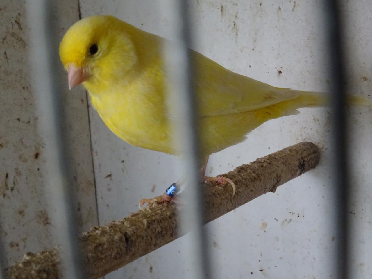 Te koop enkele man kanaries  verschillende kleuren