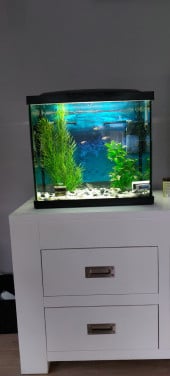 Leuk aquarium met vier visjes en accessoires