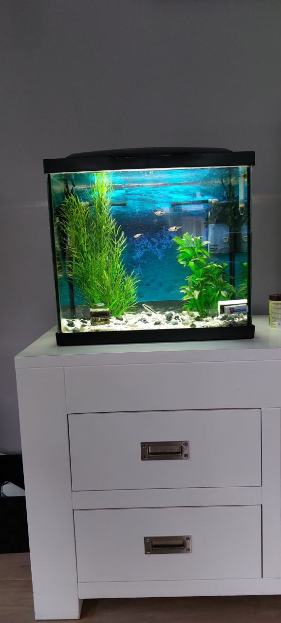 Leuk aquarium met vier visjes en accessoires