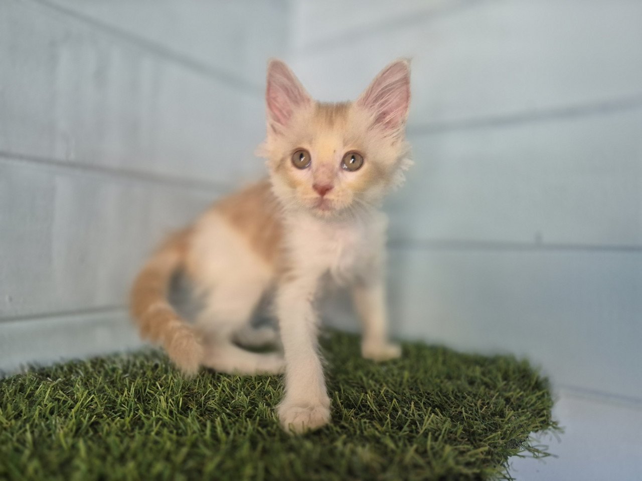 Maine coon kittens polydactyl