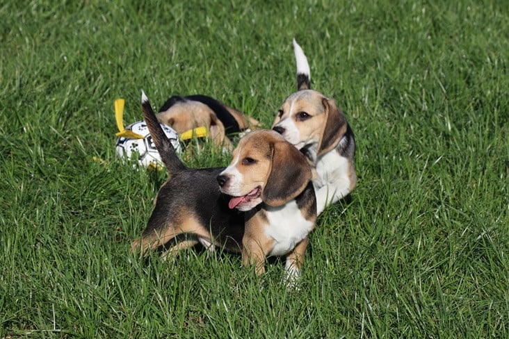 Beagle pups
