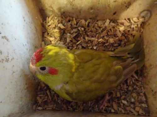 TEKOOP MOOIE JONGE KAKARIKI NOG IN DE BAK VOOR IEMAND DIE HEM TAM WIL MAKEN