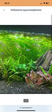 Vallisneria aquariumplant