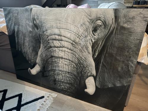 Olifant schilderij
