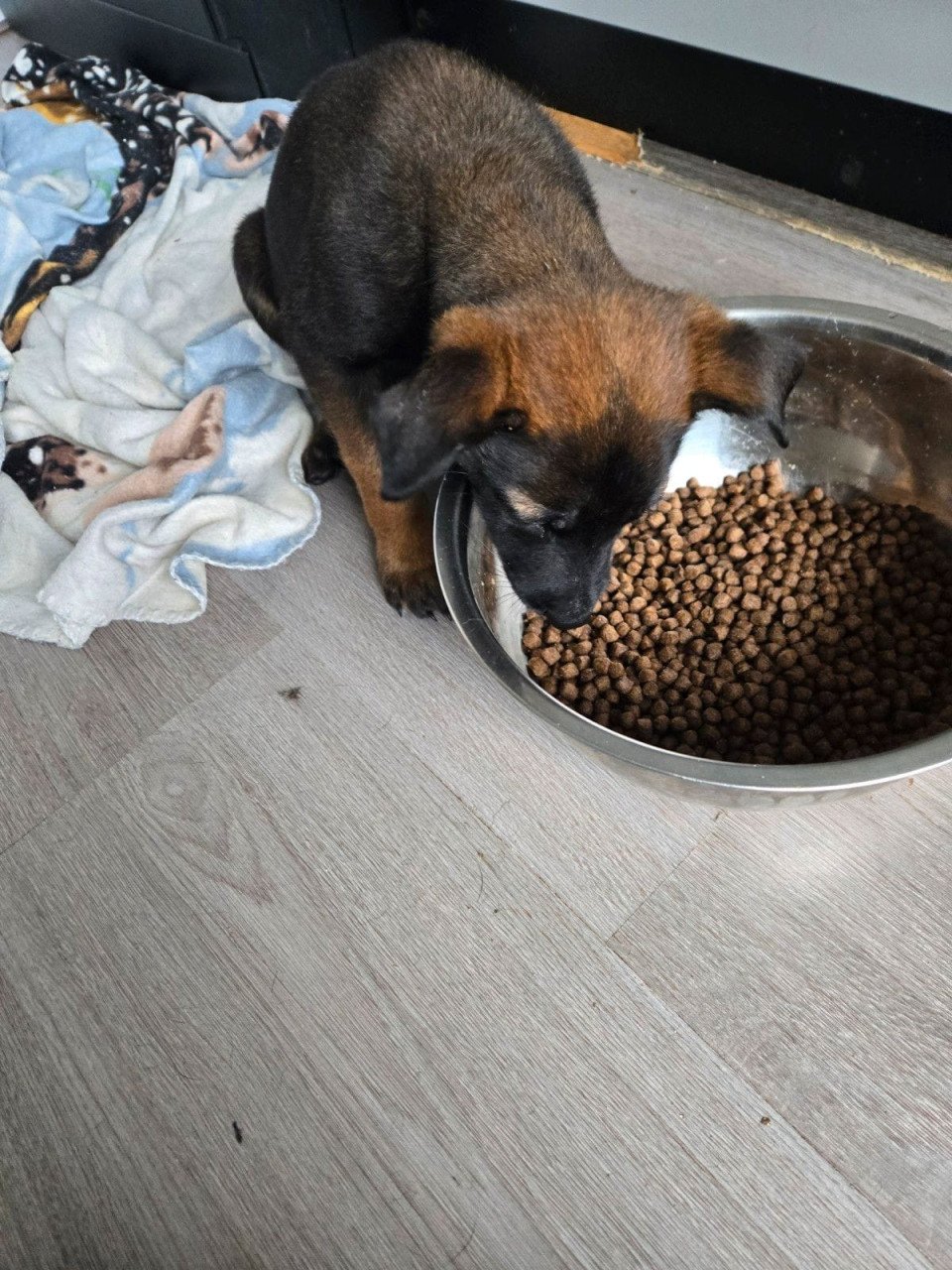 Mechelse herder pup