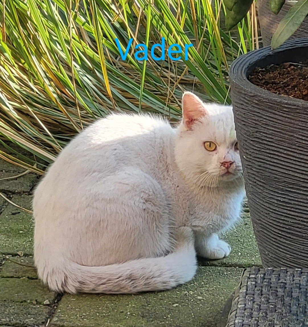 Nog 1 kitten kruising: Europees/Britse korthaar/Turkse Angora