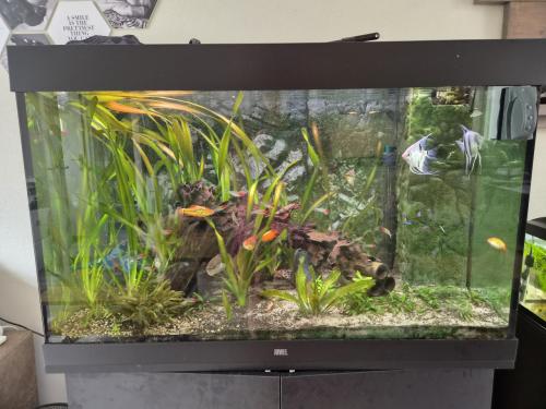 Juwel Aquarium 290L