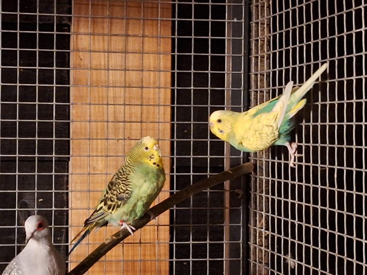 Grasparkieten verschillende kleuren