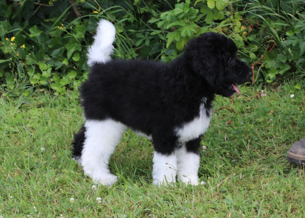 Bonte Harlekijn labradoodle pups