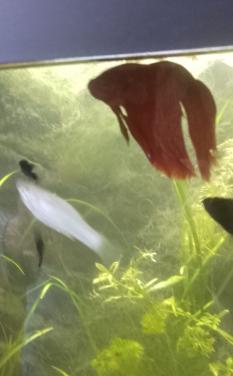 Gratis Goed aquarium gezocht voor Betta Splendens