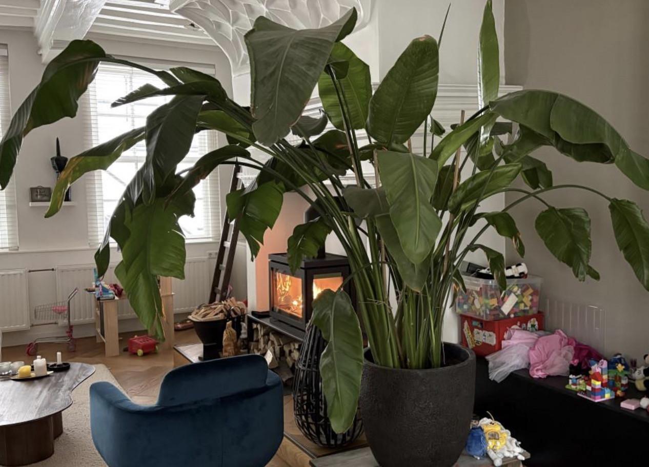 Grote Monstera / kamerplant - 180 cm (inclusief pot)