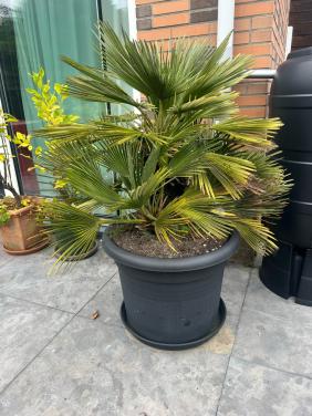 Europese dwergpalm