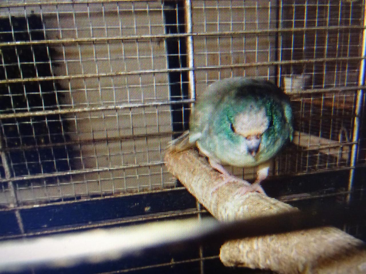 TE KOOP KOPPEL BLAUWE  BROEDRIJPE KAKARIKI S    ON VERWANT