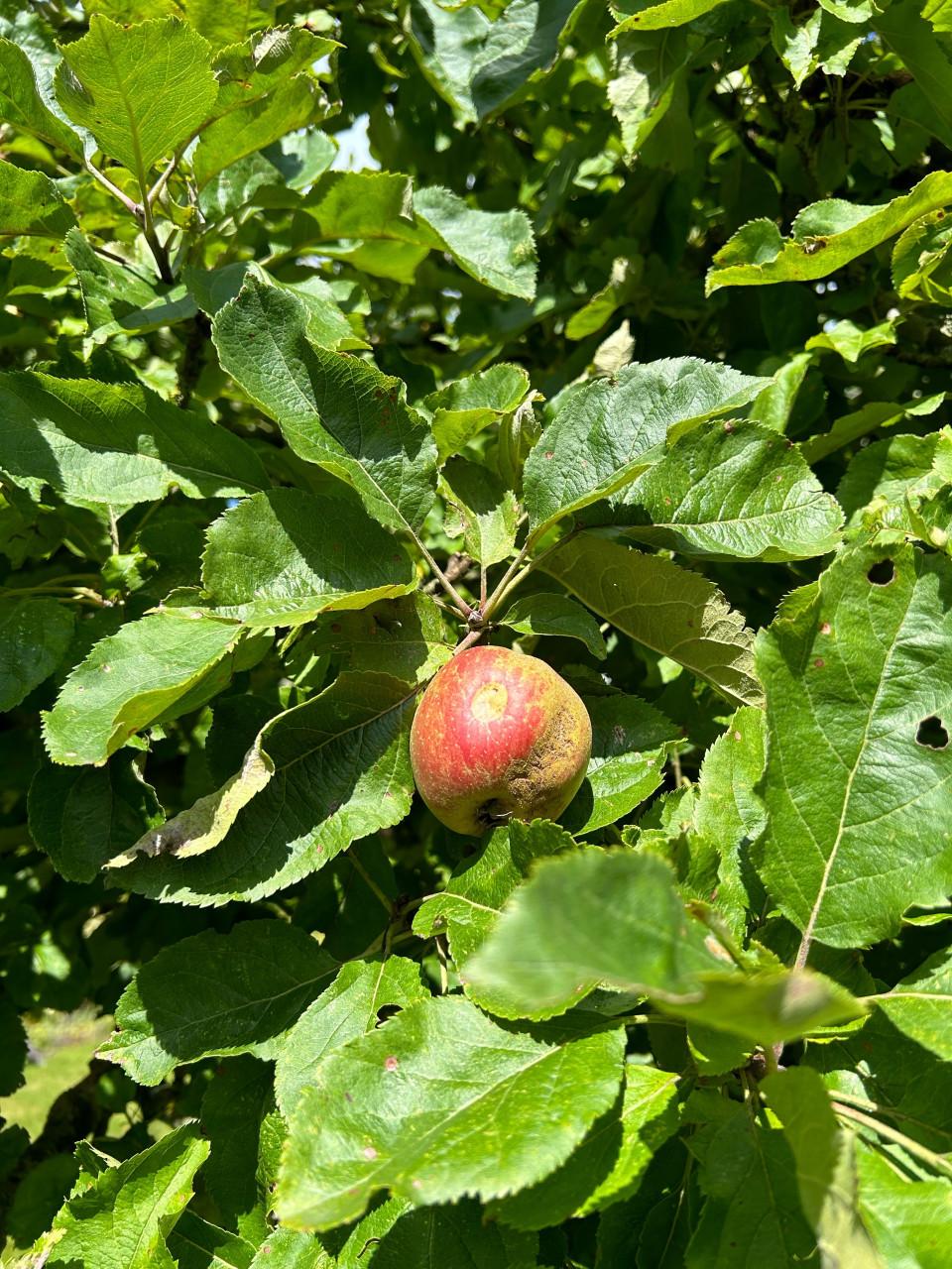 Appelboom te koop