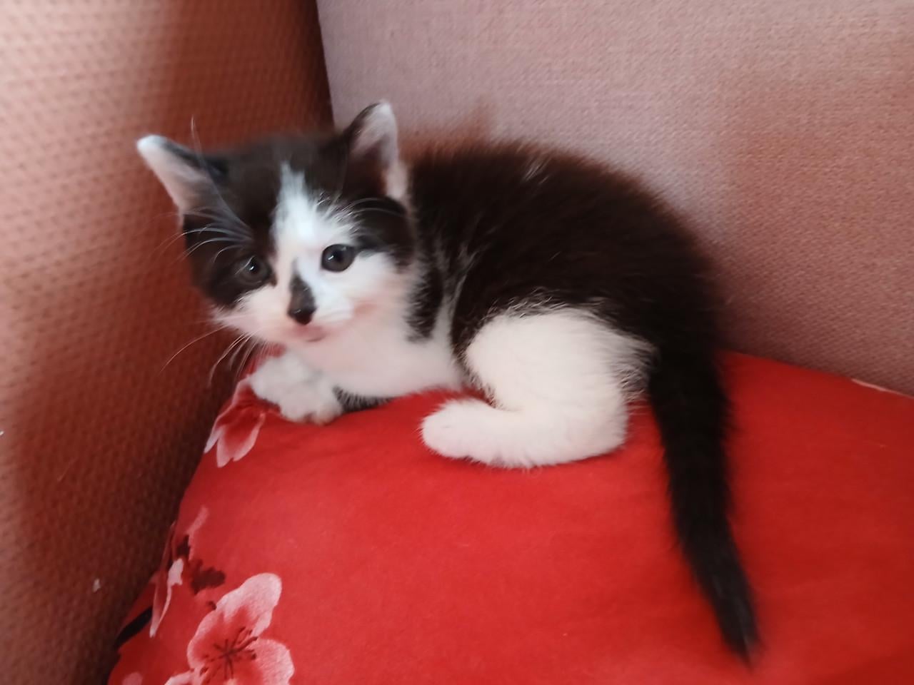 Kittens