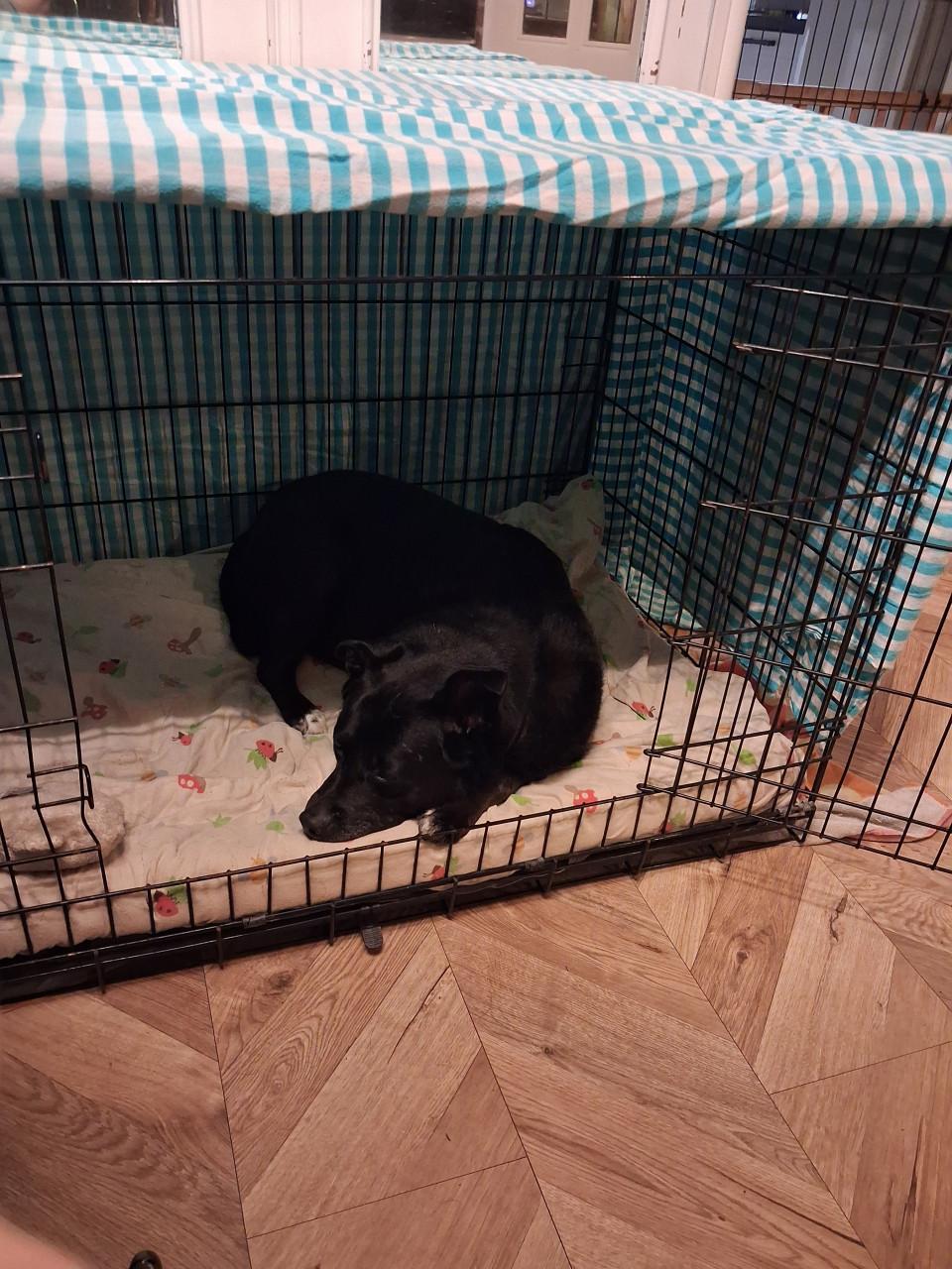 Ter adoptie Sally 6 jaar