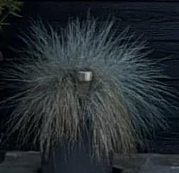Blauwgras