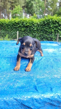 Dwergpinscher puppy's