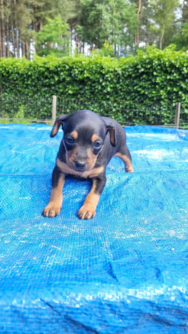 Dwergpinscher puppy's