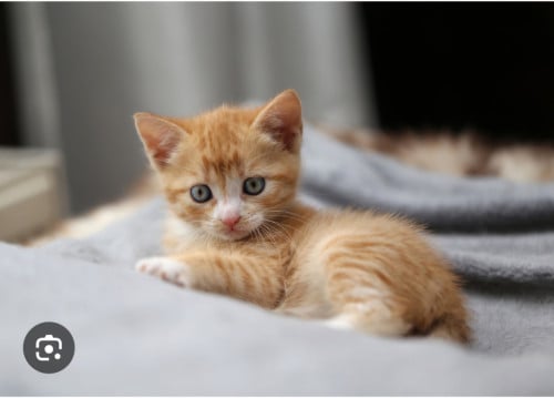 Kitten(s) gezocht