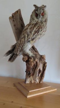 Ransuil met vergunning