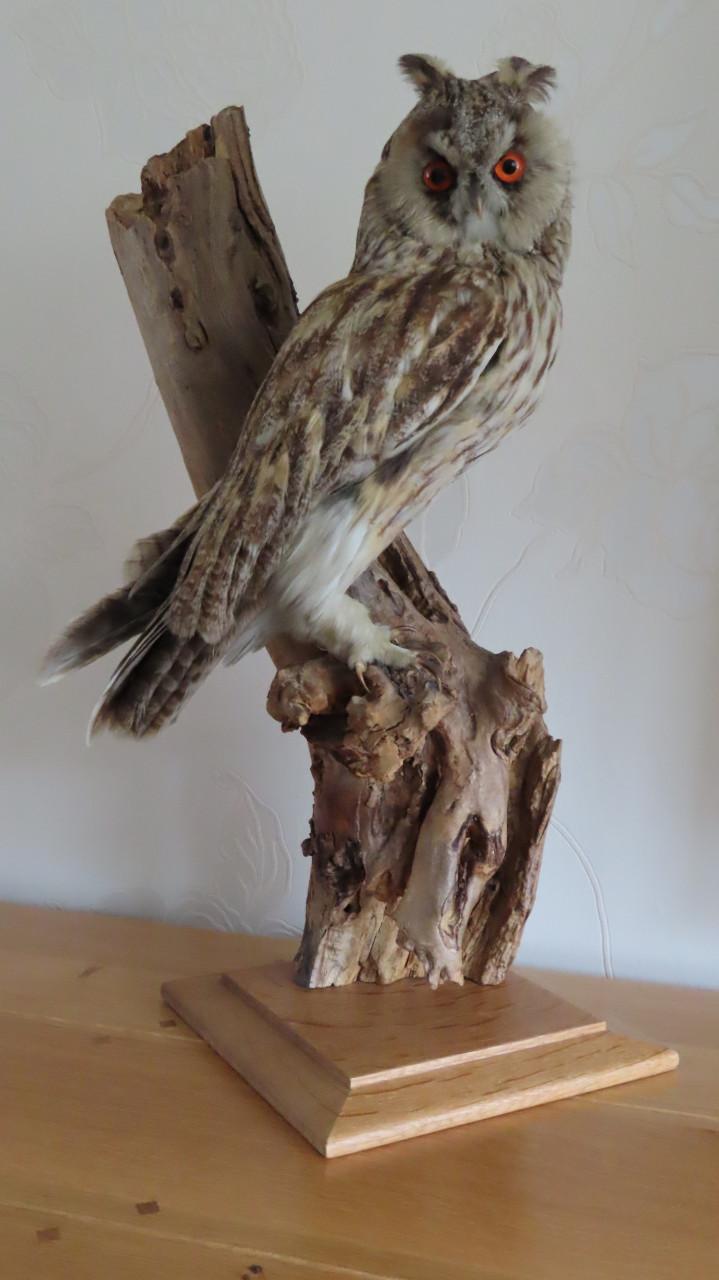 Ransuil met vergunning