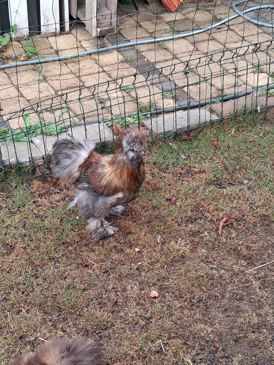 3 jonge zijdehoen heren zoeken een nieuwe toom dames