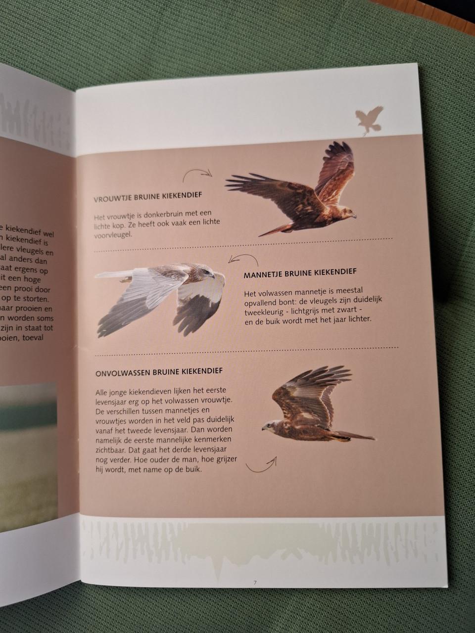 De Bruine Kiekendief in Zeeland, een roofvogel van rietlanden en akkers