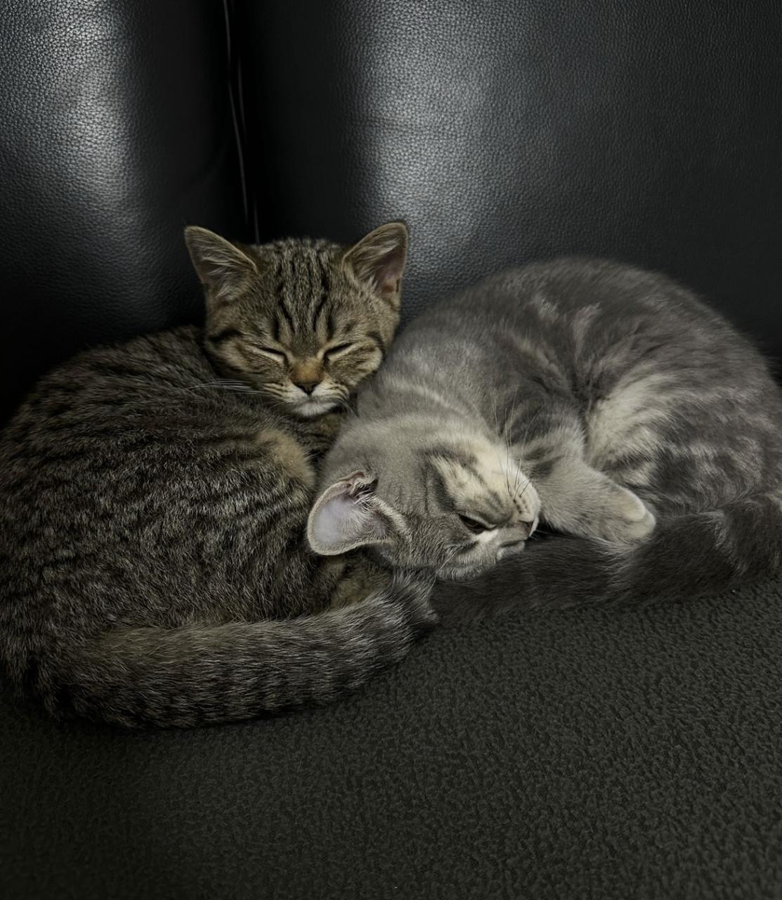 2 lieve kittens