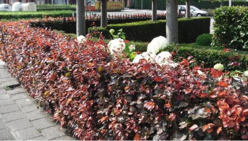 Rode beuk haagplanten - Fagus sylvatica 'Atropunicea'