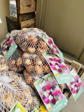 Bloembollen 50%korting