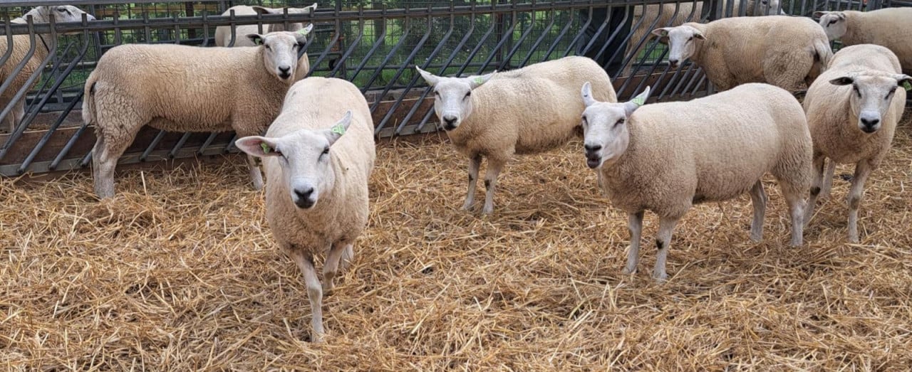 15 enter/overjarige swifter fokschapen
