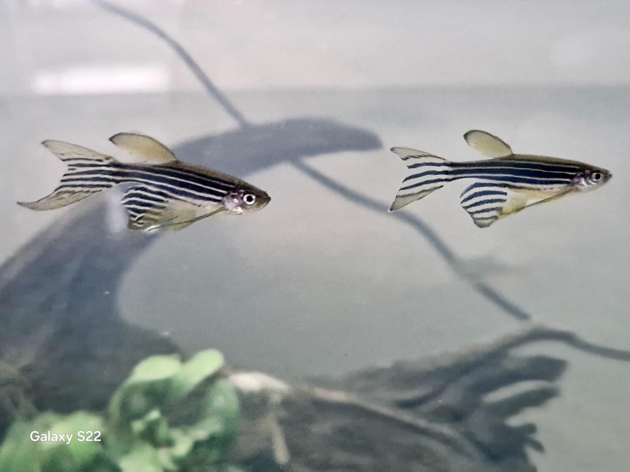 Compleet aquarium 70 liter 56 cm br 33 diep x 40 hoog