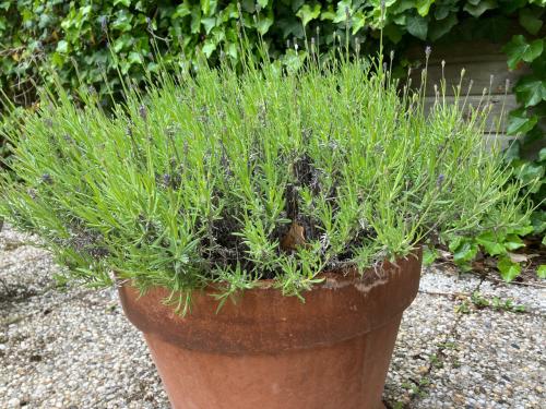 Grote echte lavendel ( vaste plant ) in grote terra cotta pot met schaal