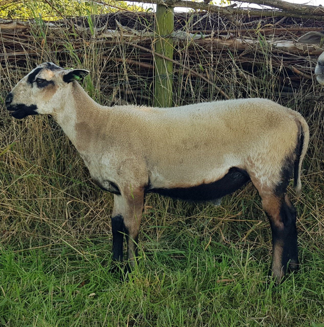 Maasduinen ram