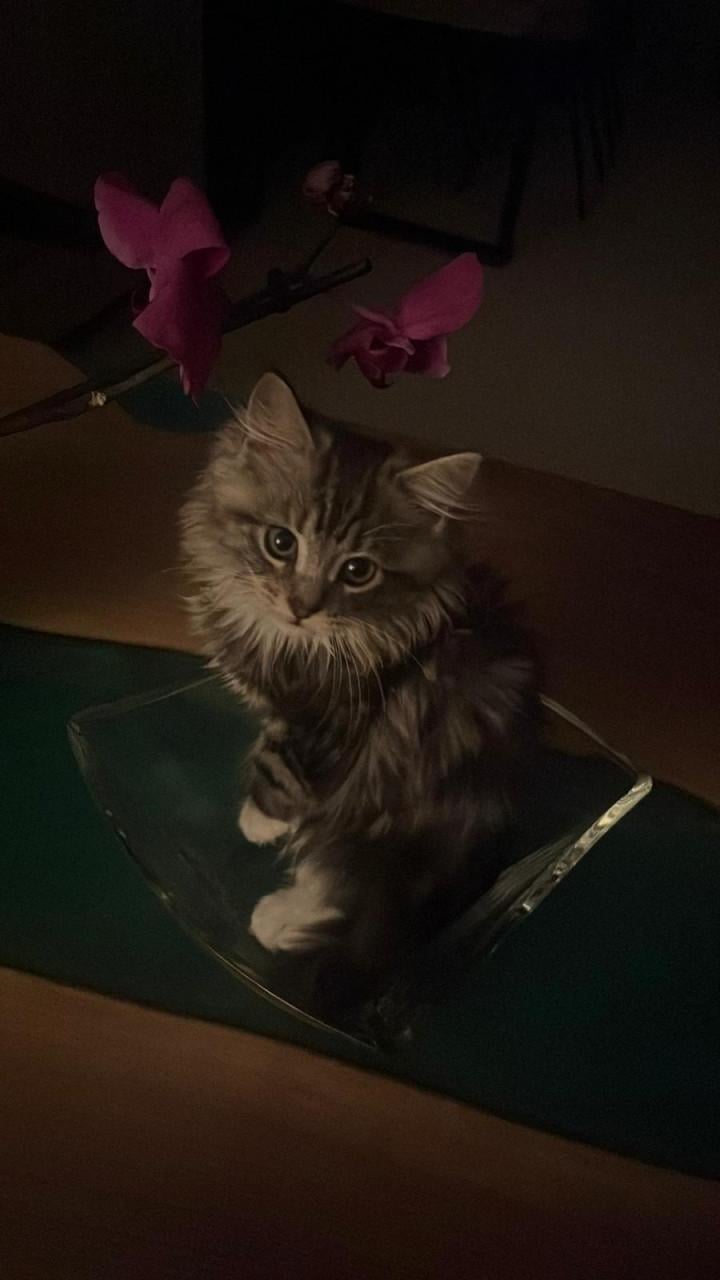 Maincoon kittens