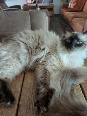 Ragdoll poes.met blauwe ogen net 1 jaar
