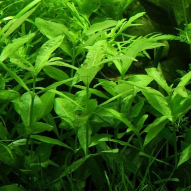 Aquariumplanten