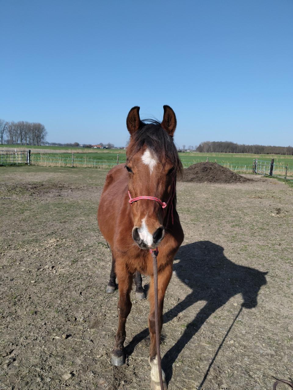 Arabisch volbloed ruin te koop