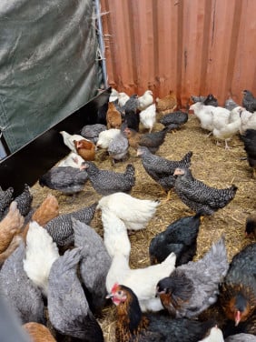 Jonge leghennen in verschillende kleuren