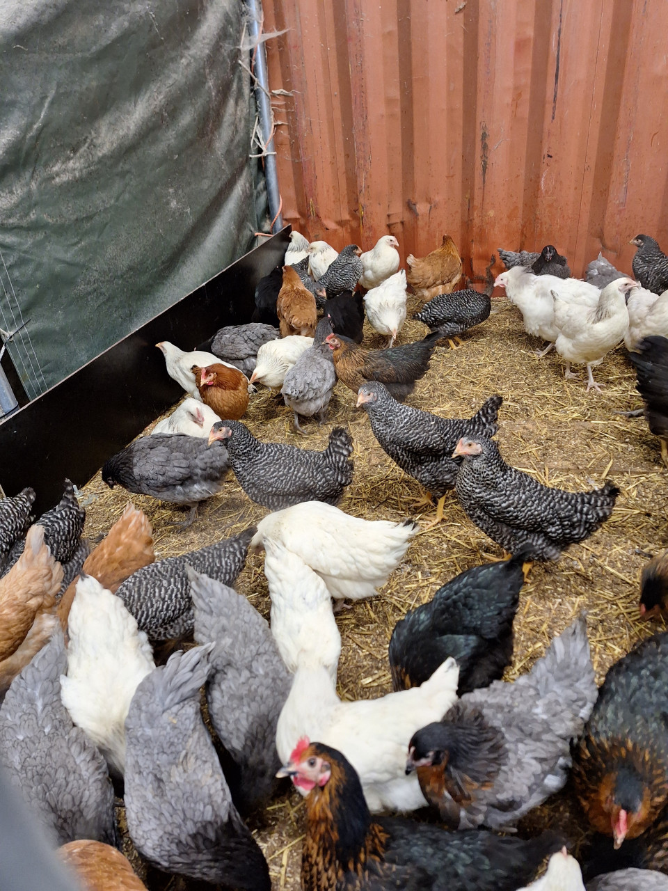 Jonge leghennen in verschillende kleuren