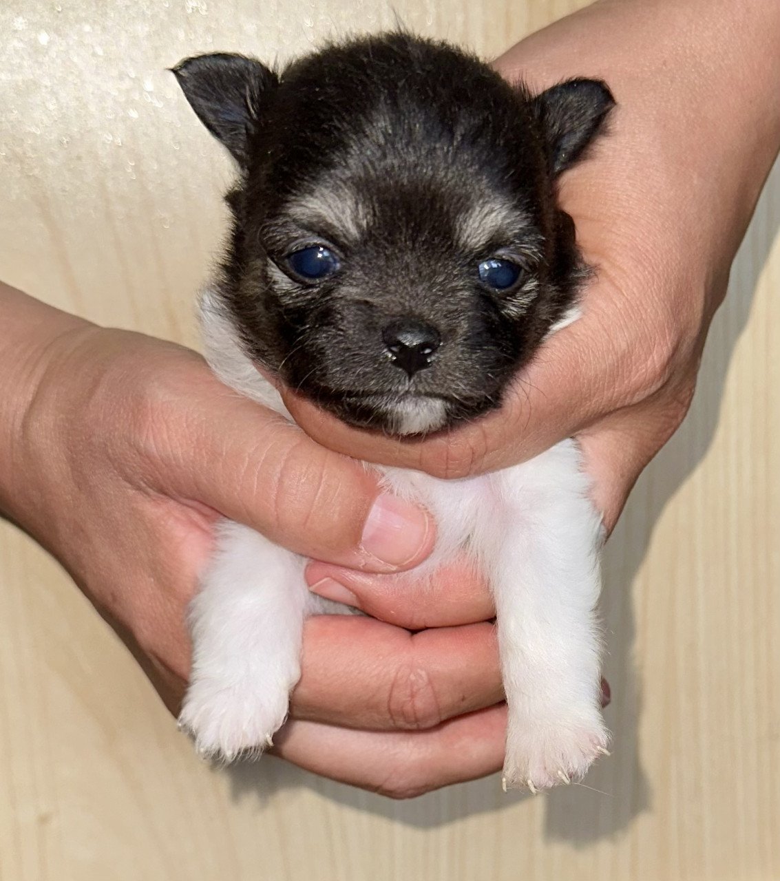 Pomeriaan pups
