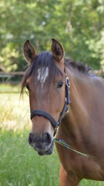 Super lieve PRE merrie