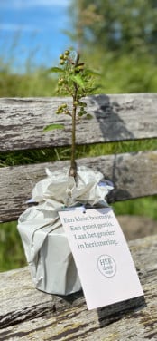 Sierappel herdenkboompje