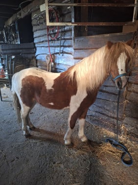Te koop kinder pony