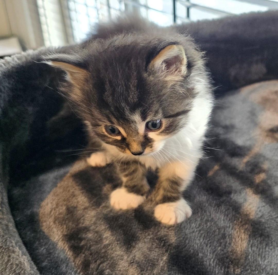 Nog 2 mooie kittens beschikbaar!