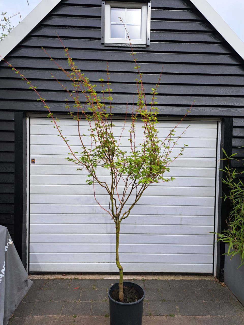 Acer palmatum 'Japanese Sunrise' Japanse esdoorn boom
