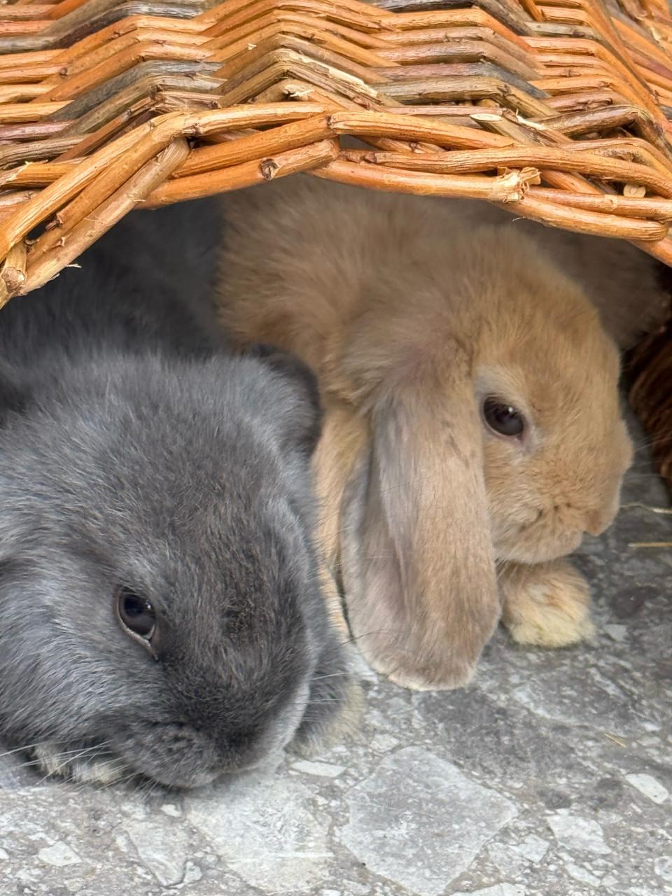 Twee konijnen (koppel) met alle toebehoren