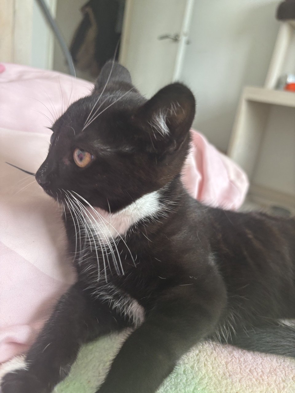 Lieve kittens €40,-