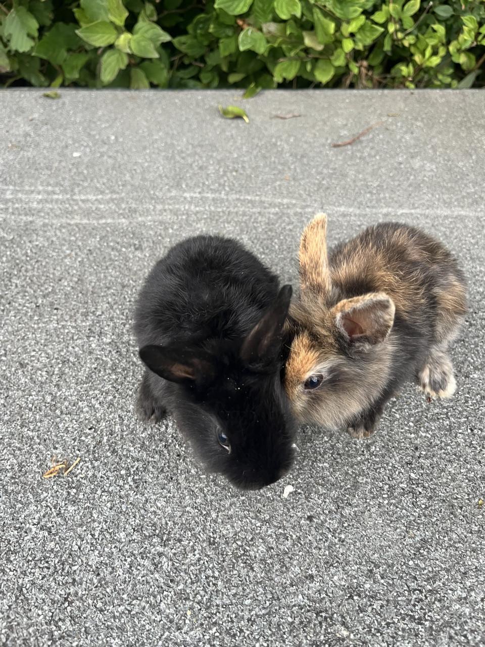 Baby konijntjes